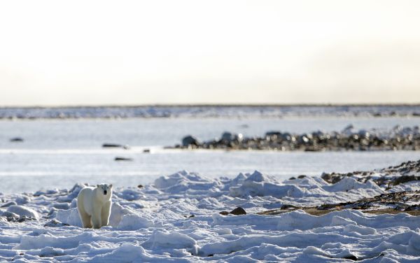 rencontre mariage thailande