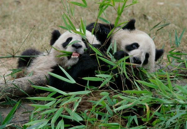 Photo : Chine  : Pandas et bouddhas du Sichuan