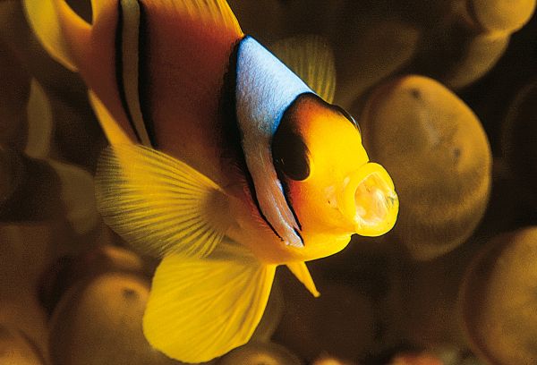 Photo : Egypte : Lapis Lazuli et étoiles de mer