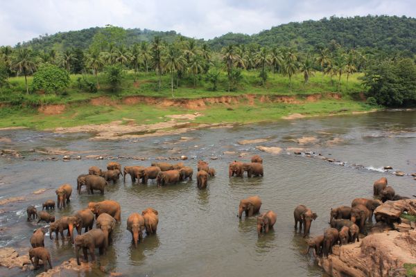 Photo : Sri Lanka : Une escapade entre nature et culture.