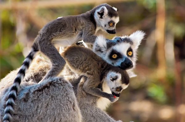 Rencontre madagascar tulear