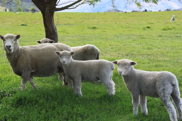 Photo : Nouvelle Zélande, Ile Nord : Au pays des kiwis en famille