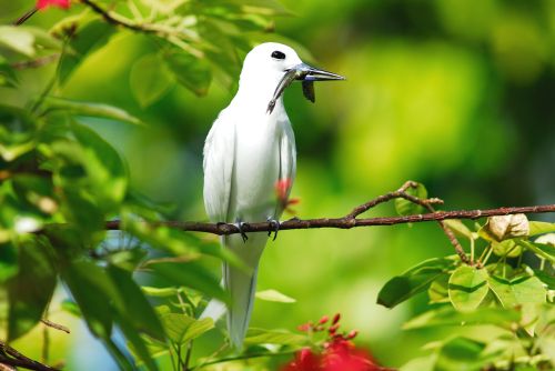 Photo : Seychelles, Praslin : Cachette des zil