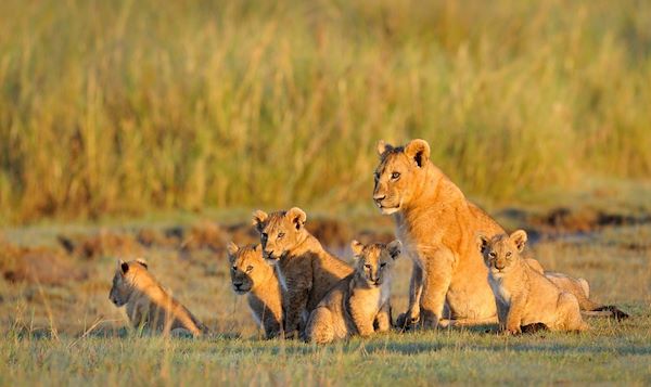 Photo : Ngorongoro, Manyara, Arusha, Zanzibar : La Tanzanie en famille