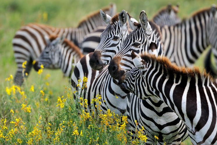 Photo : Arusha, Tarangire, Manyara, Zanzibar : La Tanzanie en liberté