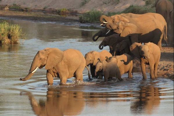 Photo : Afrique du Sud : Safaris en liberté au parc Kruger
