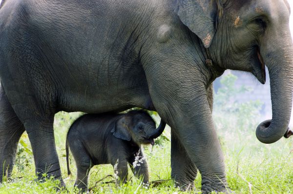 Photo : Le Cap, Route jardin, Hluhluwe, Parc Kruger : Panoramas d'Afrique du Sud