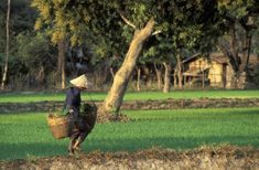 Photo : Laos : Variation Nature