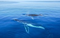 Rencontre avec les dauphins en france