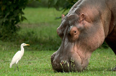 Photo : Malawi : Le Malawi, grandeur nature !
