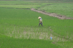 Photo : Vietnam : Le Vietnam en liberté