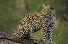 Photo : Afrique du Sud : Nature et traditions