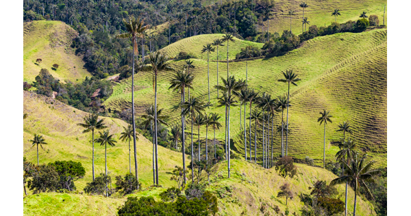 Vallée de Cocora  – Colombie
