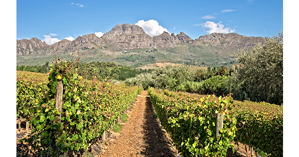 Vignobles de Stellenbosch en Afrique du Sud