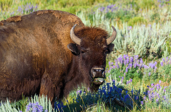 Bison dans le parc national de Yellowstone – États-Unis