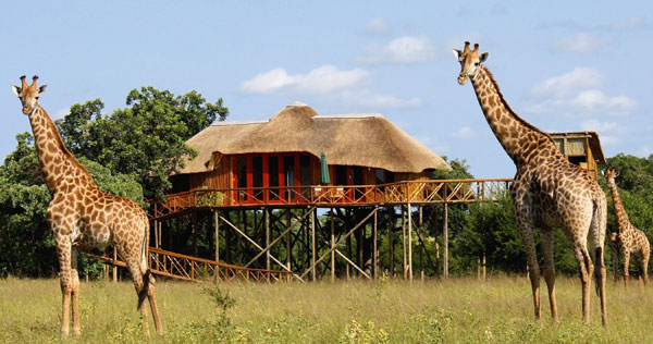 Pezulu Tree House Lodge - Hoedspruit – Afrique du Sud