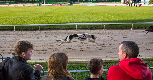 Les courses de lévriers au Greyhound Stadium à Galway – Irlande
