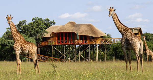 Pezulu Tree House Lodge, Afrique du sud