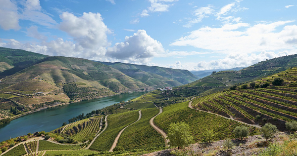 Vignobles dans la vallée du Douro – Portugal 