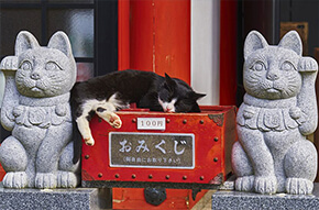 Chat assoupi entre deux statues de Maneki-neko
