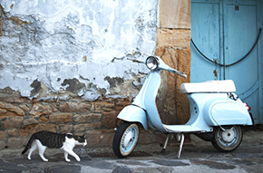 chat dans une rue à Naples 