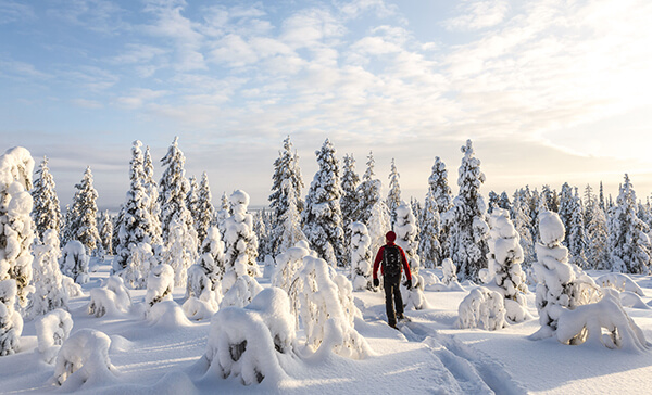 Balade dans les paysages enneigés de la Laponie Finlandaise