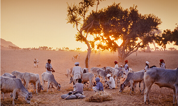 festival annuel du bétail de novembre à la pleine lune,  Rajasthan